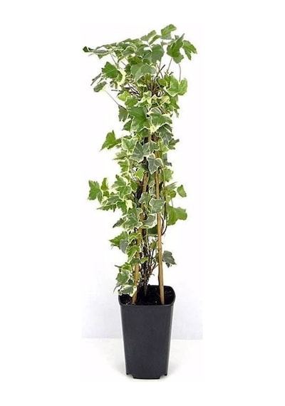 Çok Avantajlı Alacalı Büyük Yapraklı Duvar Sarmaşığı 40 60cm 1 Adet Dış Mekan Hedera Helix Variegata