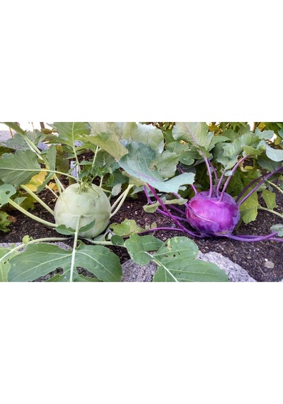 Mor Kohlrabi Tohumu Geleneksel Mor Alabaş Purple Vienna
