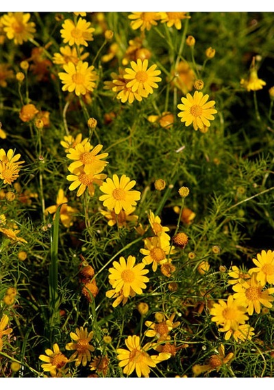 Sarı Çalı Papatyası 1 Adet Saksılı/ Tüplü 20-45 Cm Dış Mekan Bitkisi Euryops Pectinatus