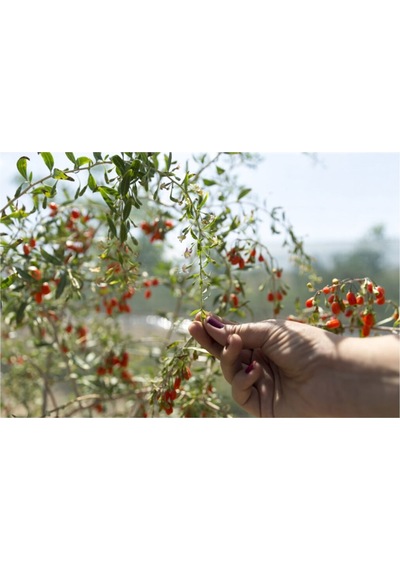 Goji Berry Tohumu 15 Adet Tohum Gojiberry Kurt Üzümü