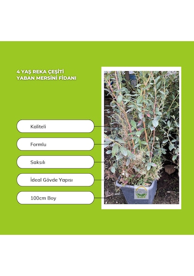 4 Yaş Reka Çeşiti Yaban Mersini Fidanı