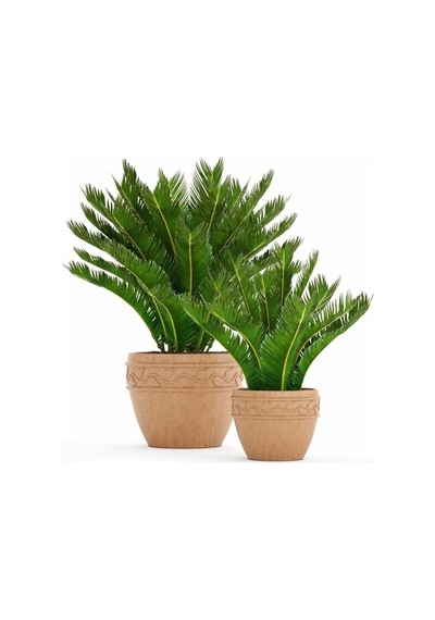 Sikas Cycas Ağacı Tohumu Sikas Ağacı Tohumu 3 Adet Dev Tohum Skas Tohumu..