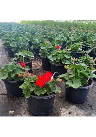 Sardunya Çiçeği Saksı'da - Pelargonium - Kırmızı Renk 10-20 Cm
