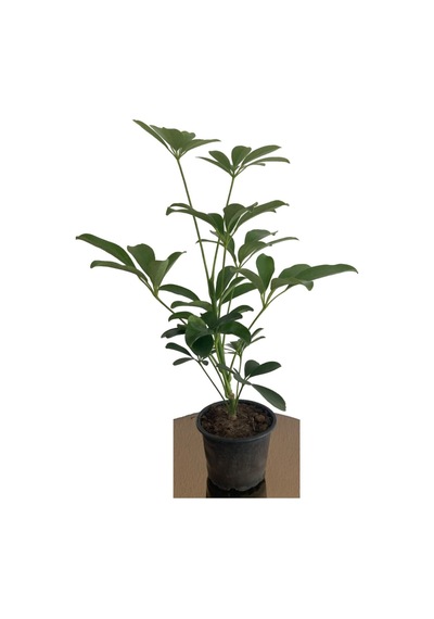 Nura Botanik Şeflera 20-30 Cm Schefflera Bitikisi