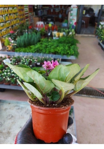 Saksılı ( Açık Pembe Afrika Menekşe Çiçeği )( Ağız Çağı 10 cm lik Saksıda)