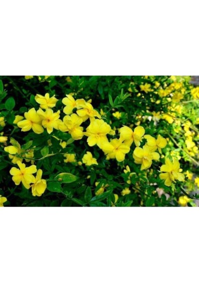 Serada Decor Plant Sarı Yasemin Çiçeği Fıdanı 70 Cm Saksılı Dış Mekan Bitkisi