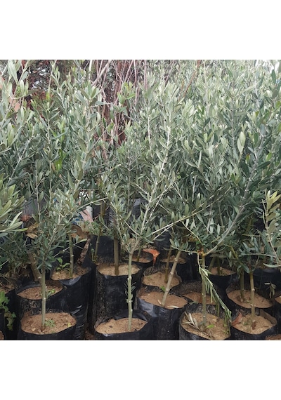 Gemlik Zeytin Fidanı Trilye Zeytini