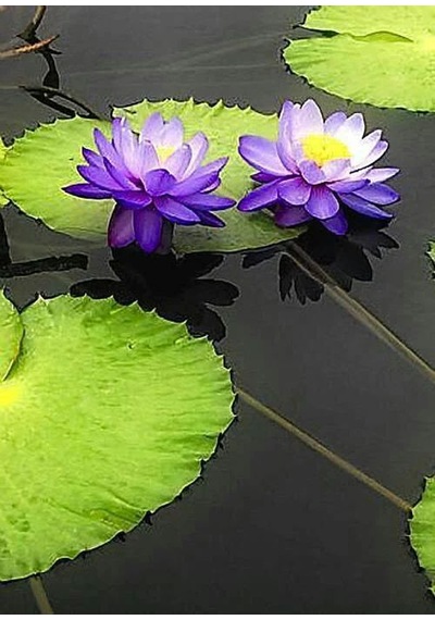 10 Adet Tohum Kaliteli Organik Mor Lotus Çiçeği Tohumu Hediye Toh