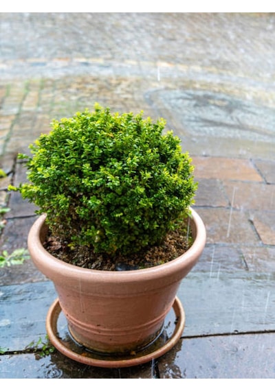 Videolu Dekoratif Şimşir Fidanı 30 40 Cm 3 Adet Saksılı Dış Mekan Bitkisi Buxus Sempervirens