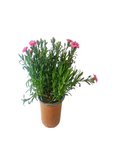 Videolu 1 Adet Kokulu Pembe Karanfil Çiçeği 20-30 Cm Tüplü Çiçekli Bodur Bitkiler Carnation