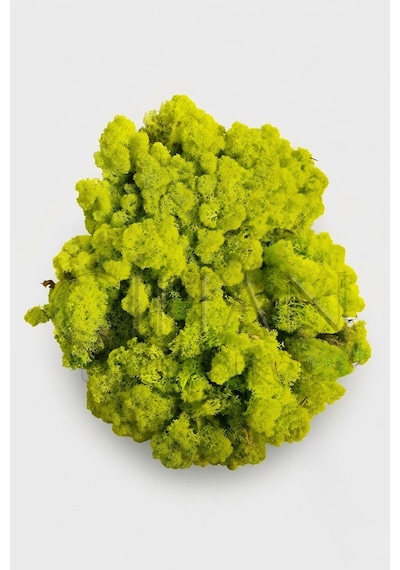 Cihan Çiçekçilik Açık Yeşil Şoklanmış Norveç Moss Ren Geyiği Yosunu 500 Gr