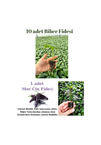 Tatlı Sivri Biber Fidesi Yerli Tohum 10 Adet, Mor Cin Biber Fidesi 1 Adet