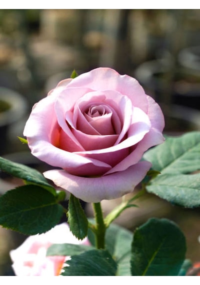 Videolu Yediveren Yavruağzı Rengi 15 30 Cm 2 Adet Tüplü/saksılı Aşılı Gül Turquoise Rose