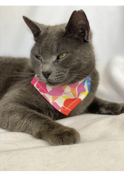 Kemique Autumn Bandana Fular Kedi Kıyafeti