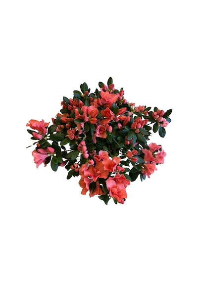 Rhododendron Indicum 'salmon' Açelya Çiçeği