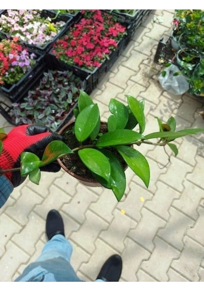 Saksılı Mum Çiçeği Fidanı Hoya Carnosa Tri Colour 3 Renkli