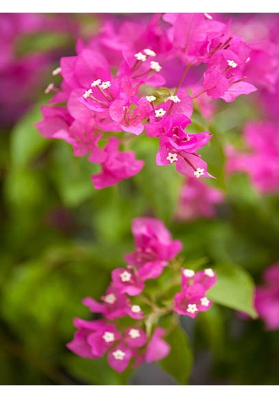 1 Adet Pembe Begonvil Çiçeği Fidanı 40-60 Cm Saksılı Çiçekli Bodur Bitkiler Bougainvillea