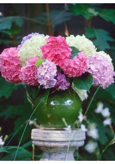 Ortanca Çiçeği Fidanı Tüplü Karışık Renkli Cinsi [hydrangea Macro