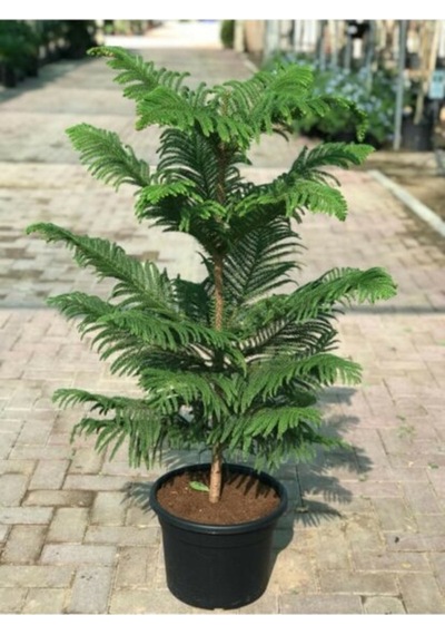 Arakorya Çam Ağacı Tohumu Salon Çamı Ağacı Tohumu Yetiştirme Kiti