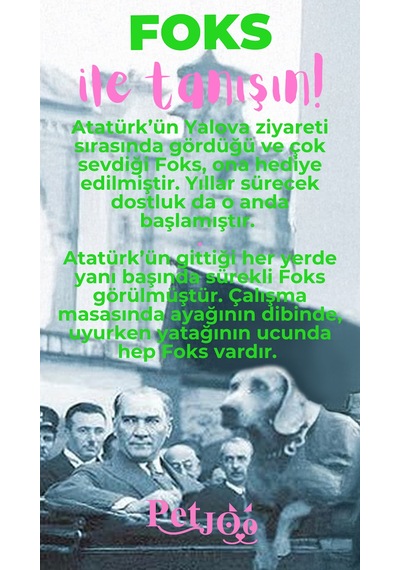 Petjoo 29.Foks Pembe-Yeşil Qr'lı Köpek Künyesi