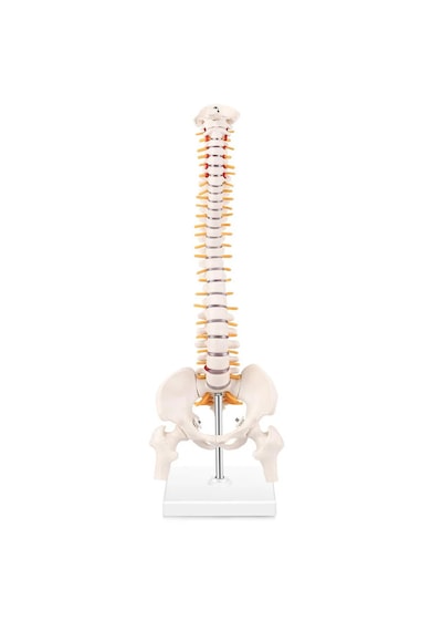 Esnek Omurga Modeli, Femur Başlı, 45 Cm - Omurga Maketi 01