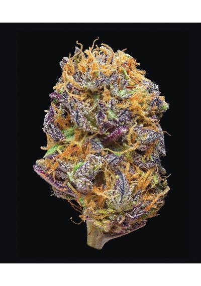 Green: A Field Guide To Marijuana: Books About Marijuana, Guide To Cannabis, Weed Bible