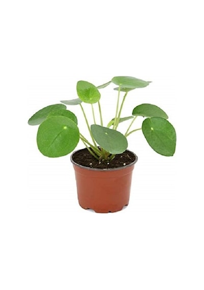 Çin Para Çiçeği Ağacı 10-20 Cm Pilea Peperomioides