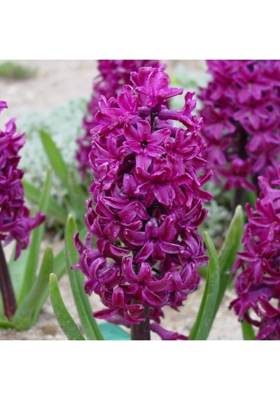 Hyacinthus Woodstock Sümbül Soğanı 3 Adet