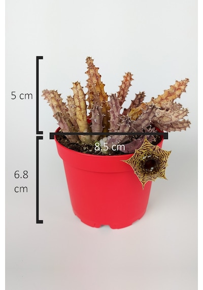 Huernia Zebrina Asclepiadaceae Leş Kaktüsü Leopar Desen Çiçekli