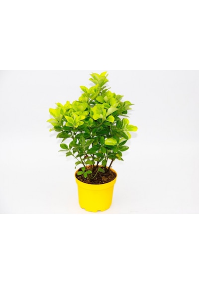 Sarı Saksıda Gold Taflan Euonymus