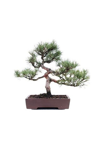 Sarıçam Bonzai Ağacı Tohumu 5 Adet Bonsai Ağacı Tohumu