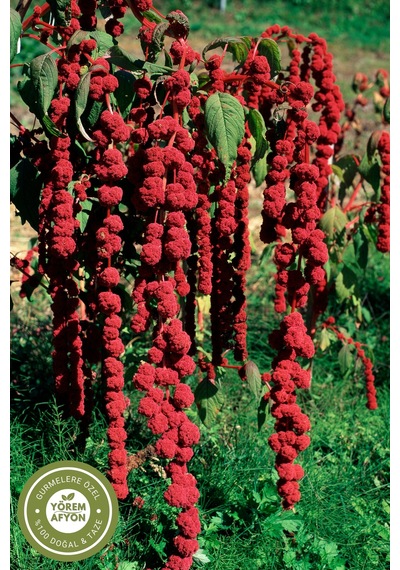 Diyetlerin Yükselen Yıldızı Yüksek Proteinli Doğal Lifli Amarant Amaranth Tohumu Amaranthus 250g