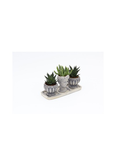 Trio Helen Gri Sukulent Seti - Haworthia Limifolia. Huernia
