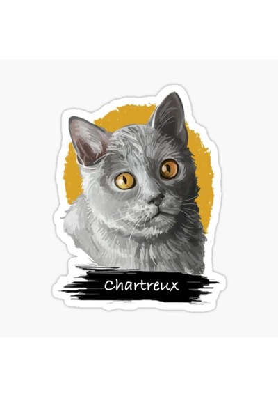 Chartreux Kedi Araba Oto Sticker Etiket Renkli V1