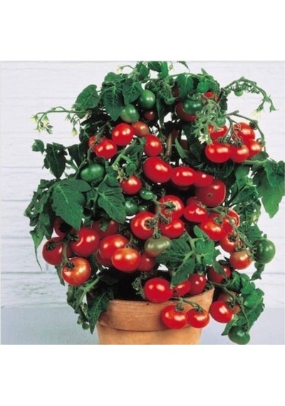 Cherry Saksılık Domates Tohumu 10 Adet Tohum