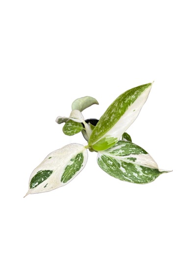 Philodendron 'jose Buono'