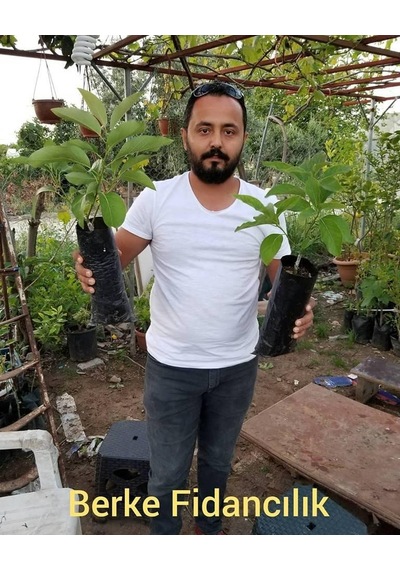 3 Yaş Aşılı Zutano Avakado Fidanı. Torbada