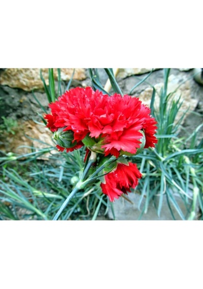 Videolu 1 Adet Mis Kokulu Kırmızı Karanfil Çiçeği Fidanı 30-40 Cm Tüplü Çiçekli Bitki Carnation