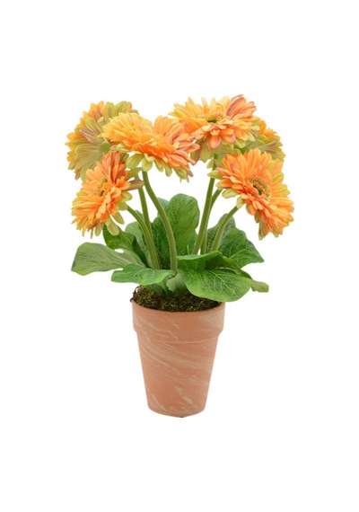 Saksılık Karışık Gerbera Çiçeği Tohumu Ekim Seti 5 Tohum Çiçek Tohumu Saksı Toprak Kombin
