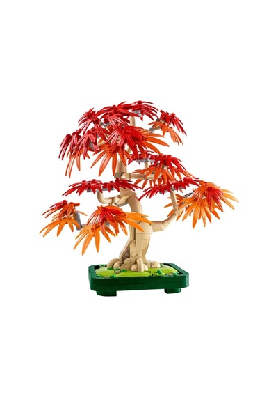 Botanicals Japon Kırmızı Akçaağaç Bonsai Ağacı 10348
