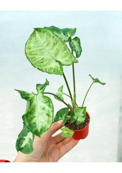Videolu Melek Kanadı 1 Adet Saksılı 10-20cm Iç Mekan Bitkisi Syngonium Pixie