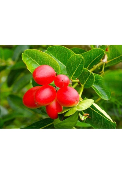 Goji Berry Tohumu 15 Adet Tohum Gojiberry Kurt Üzümü