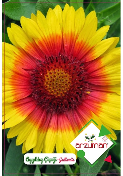 Ayyıldız Çiçeği Tohumu 50 Adet Tohum N113306