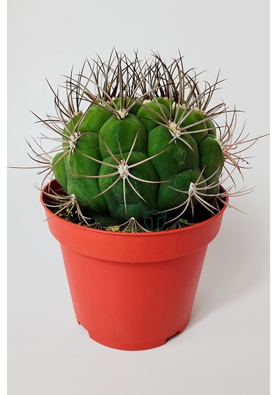 Gymnocalycium Marquezii Muhteşem Formda Büyük Boy Kaktüs