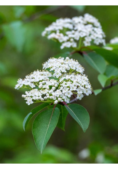 Kartopu Beyaz Renkli 80 110 Cm 1 Adet Tüplü Dış Mekan Bitkisi Viburnum Lucidum