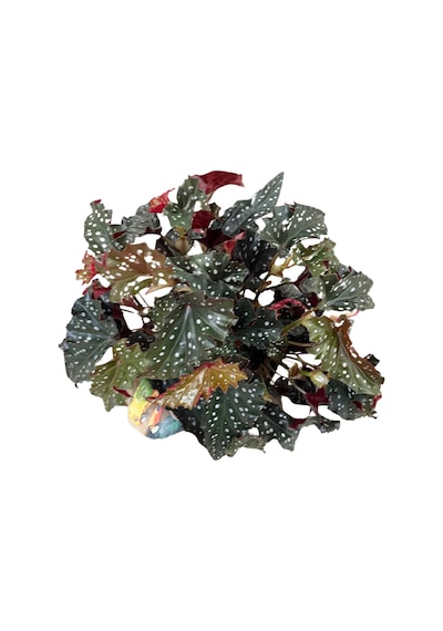 Begonia Maculata 'black Forest' Begonya Çiçeği