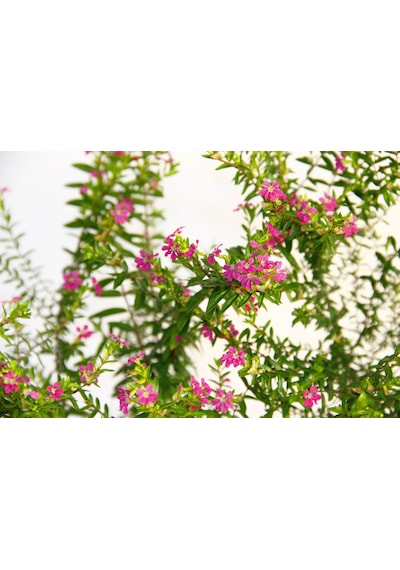 Cennet Çiçeği 3 Adet - Pembe Balkon Saksısında