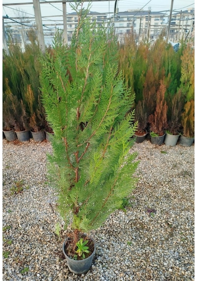 Yeşil Mazı Çit Bitkisi 3 Adet 80-100 Cm 4-5 Yaş Thuja Orientalis