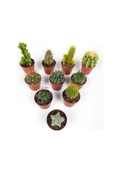 10 Lu Kaktüs Set - Özel Türler - 5.5 Cm Saksıda Sku: Smgstkb4c0b43ea8