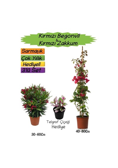Kırmızı Renk Begonvil+kırmızı Zakkum Fidanı+telgraf Çiçeği 3'lü Peyzaj Seti